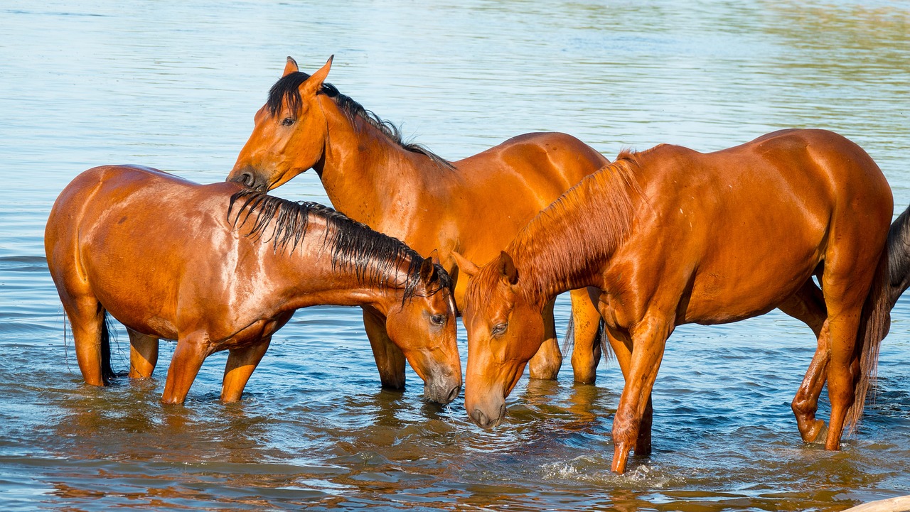 How Often Should You Bathe Your Pet?